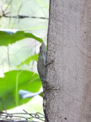 Anolis huilae