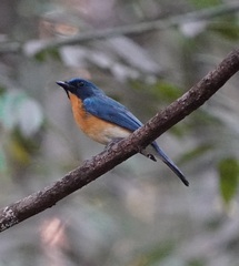 Cyornis tickelliae