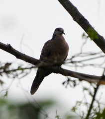 Streptopelia chinensis