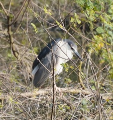 Nycticorax nycticorax