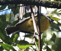 Falcunculus frontatus