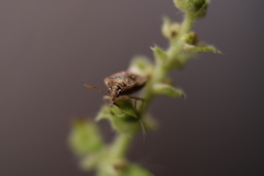 Eysarcoris ventralis