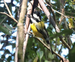 Falcunculus frontatus