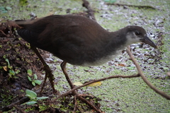 Amaurornis phoenicurus