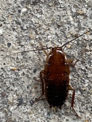 Parcoblatta pennsylvanica