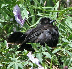 Icterus pyrrhopterus