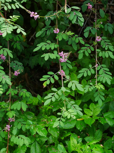 Image of Indigofera pseudotinctoria by (c) Jacy Chen, some rights reserved (CC BY)