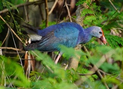 Porphyrio poliocephalus