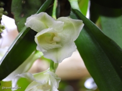 Rodriguezia granadensis