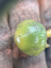 Gliophorus psittacinus
