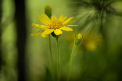 Arnica latifolia