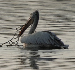 Pelecanus philippensis