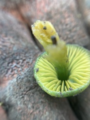 Gliophorus psittacinus
