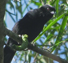Icterus pyrrhopterus