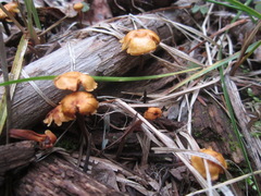 Xeromphalina enigmatica