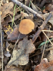 Laccaria laccata