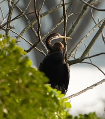 Anhinga melanogaster