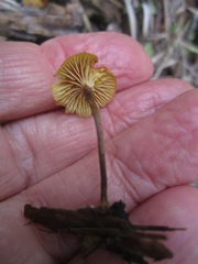 Xeromphalina enigmatica