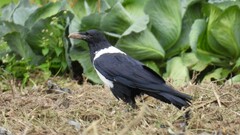 Corvus albus