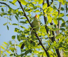Acrocephalus palustris