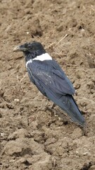 Corvus albus