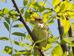 Acrocephalus palustris
