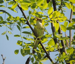Acrocephalus palustris