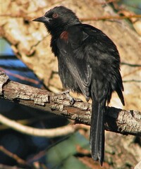 Icterus pyrrhopterus