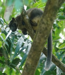 Dendrolagus lumholtzi