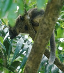 Dendrolagus lumholtzi