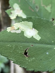 Astrotischeria astericola