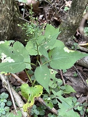 Astrotischeria astericola