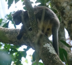 Dendrolagus lumholtzi