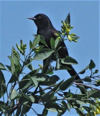 Icterus pyrrhopterus