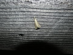 Donacaula melinellus