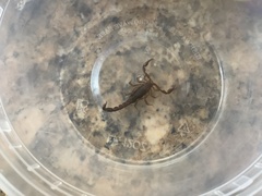 Vaejovis carolinianus