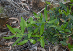 Alyxia spicata