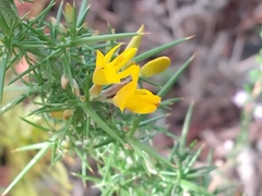 Ulex minor