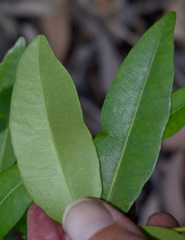 Alyxia spicata