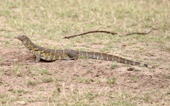 Varanus niloticus