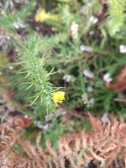 Ulex minor
