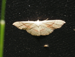 Cyclophora punctaria