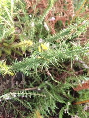 Ulex minor