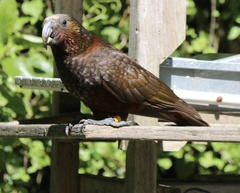 Nestor meridionalis septentrionalis