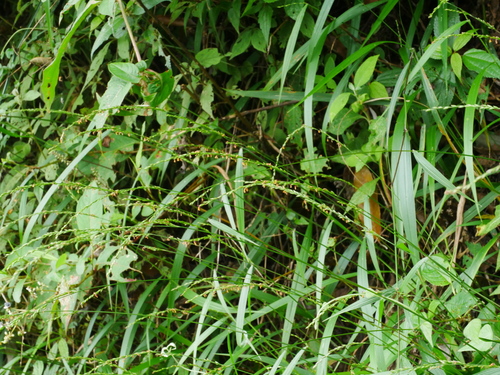 Setaria plicata iNat (1)