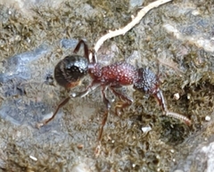 Stictoponera bicolor
