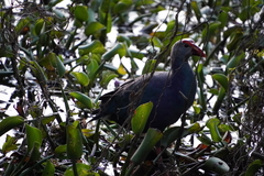 Porphyrio poliocephalus