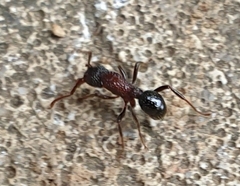 Stictoponera bicolor