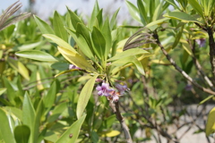 Myoporum bontioides