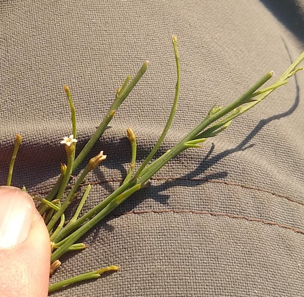 Thesium equisetoides